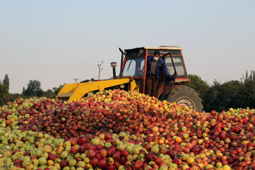 سیب زیر درختی