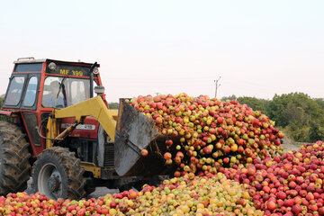 سیب زیر درختی