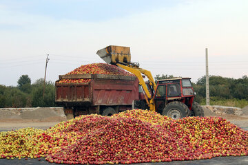 سیب زیر درختی