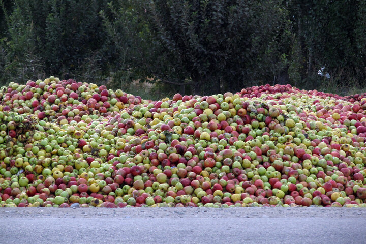 بیش از ۱۸۰ هزار تُن سیب در مهاباد برداشت شد
