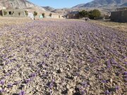 برداشت زعفران از مزارع میامی آغاز شد