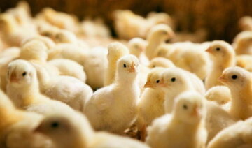 میزان جوجه‌ریزی واحدهای مرغ گوشتی آذربایجان غربی ۴۹ درصد افزایش یافت