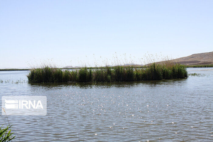 Intl' Kanibarazan Wetland in western Iran hosts migratory birds