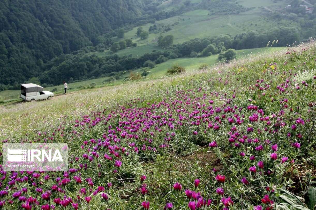 421 هکتار از عرصه‌های طبیعی کردستان با گیاهان دارویی غنی‌سازی شد