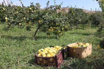 برداشت میوه به در شهر گیوی