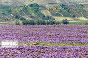Saffron harvest in Chaharmahal and Bakhtiari province