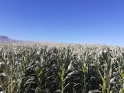 سرمای پاییزه به مزارع علوفه جوین در خراسان رضوی خسارت زد