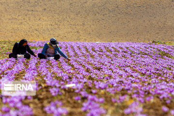 Saffron harvest in Chaharmahal and Bakhtiari province