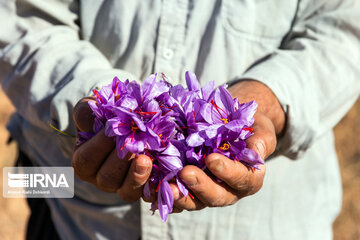 Saffron harvest in Chaharmahal and Bakhtiari province