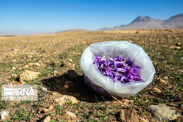 Saffron harvest in Chaharmahal and Bakhtiari province