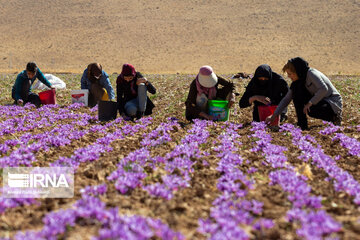 Saffron harvest in Chaharmahal and Bakhtiari province