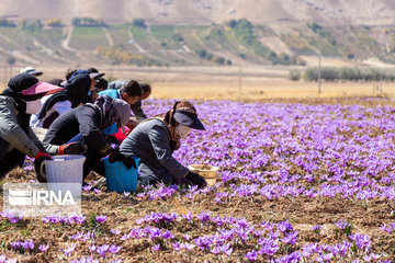 Saffron harvest in Chaharmahal and Bakhtiari province