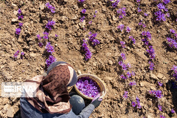 Saffron harvest in Chaharmahal and Bakhtiari province