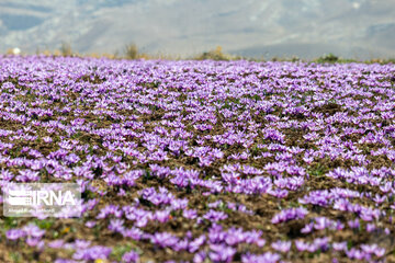 Saffron harvest in Chaharmahal and Bakhtiari province