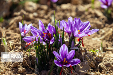 Saffron harvest in Chaharmahal and Bakhtiari province