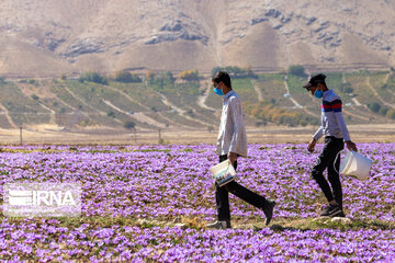 Saffron harvest in Chaharmahal and Bakhtiari province