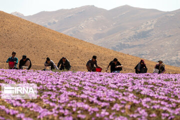 Saffron harvest in Chaharmahal and Bakhtiari province