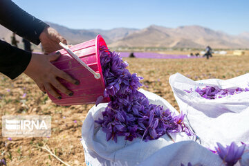 Saffron harvest in Chaharmahal and Bakhtiari province