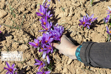 Saffron harvest in Chaharmahal and Bakhtiari province