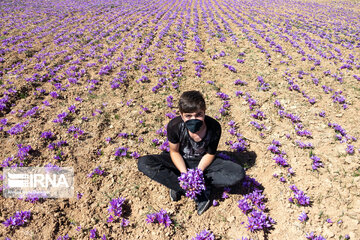 Saffron harvest in Chaharmahal and Bakhtiari province