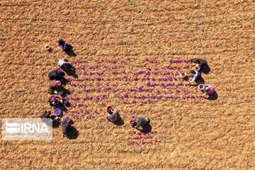 Saffron harvest in Chaharmahal and Bakhtiari province