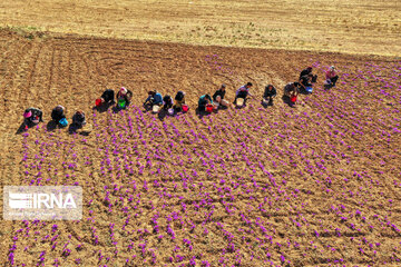 Saffron harvest in Chaharmahal and Bakhtiari province