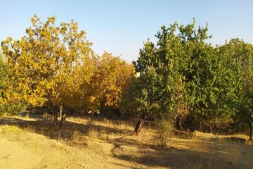 Colorful autumn in southwestern Iran