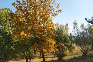 Colorful autumn in southwestern Iran