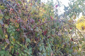 Colorful autumn in southwestern Iran