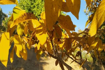 Colorful autumn in southwestern Iran