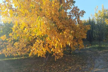 Colorful autumn in southwestern Iran