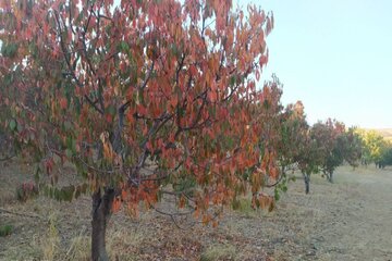 Colorful autumn in southwestern Iran