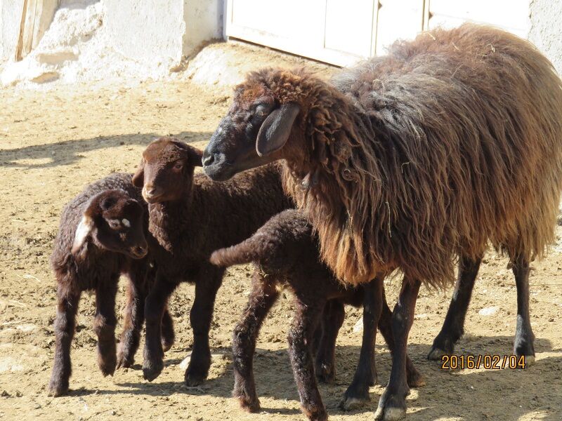 سرمایه گذاری برای پرورش دام سبک در شهرستان خدابنده انجام می‌شود