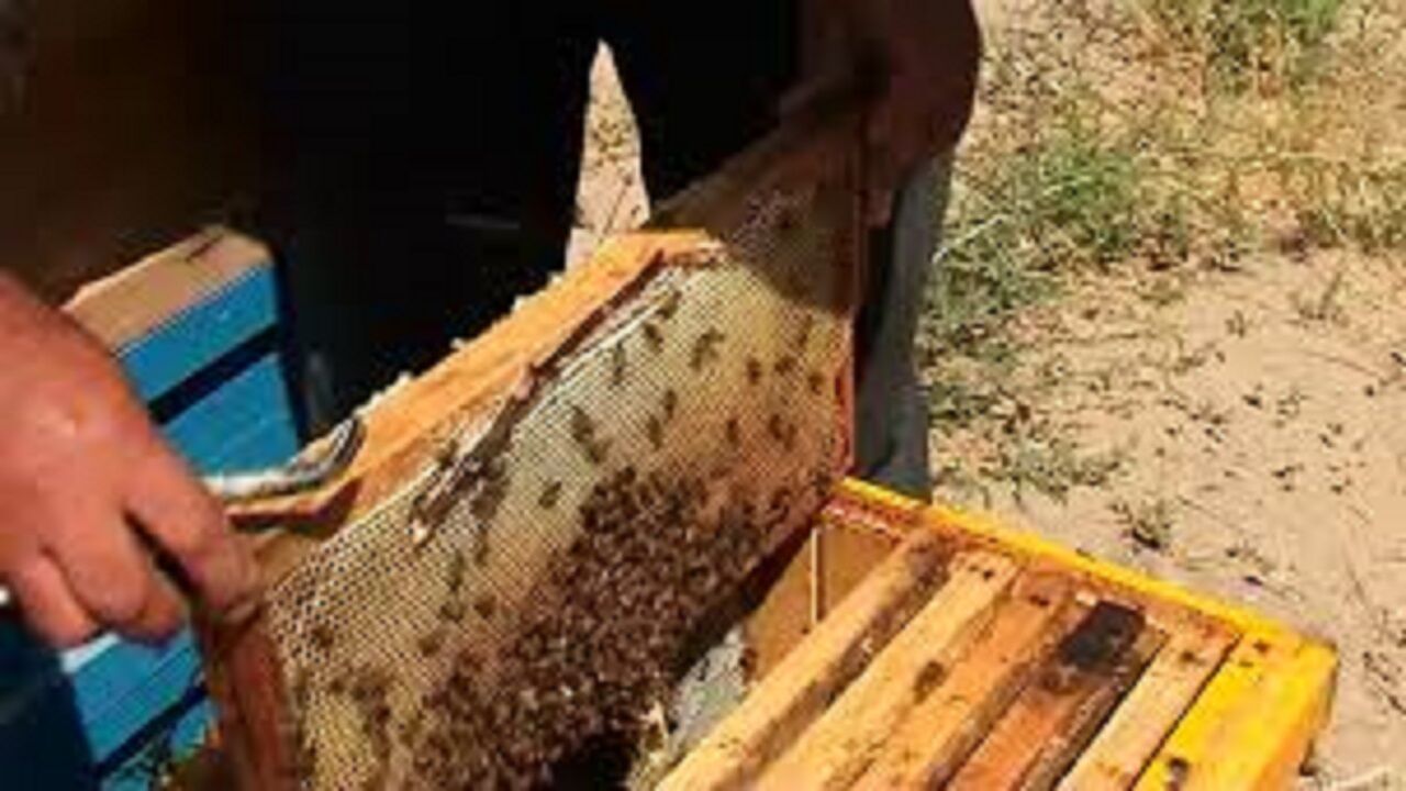 تولید سه هزار تن عسل در مراغه