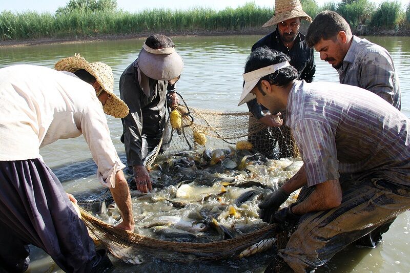 سالانه حدود چهار هزار تن ماهی در قصرشیرین تولید می‌شود