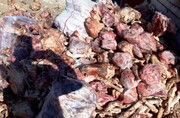 حدود ۱۶ تن گوشت فاسد در مهاباد معدوم شد