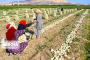 ۳۰درصد از فعالان بخش کشاورزی چهارمحال و بختیاری زنان روستایی هستند