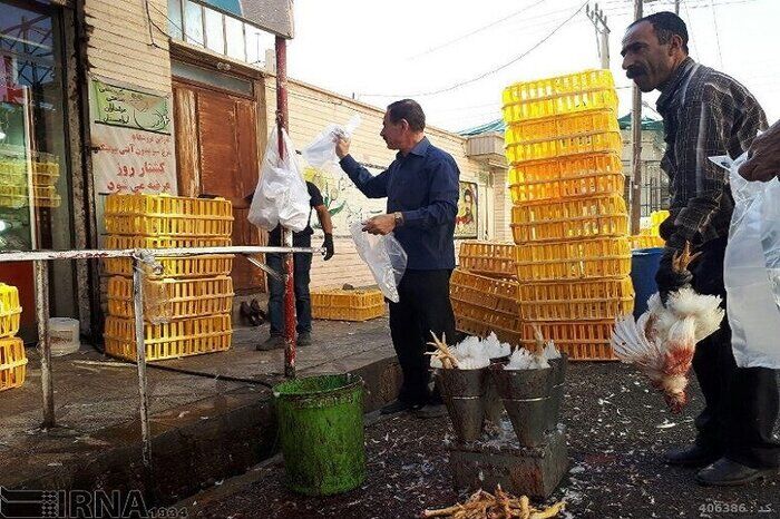 طرح جمع‌آوری عرضه‌کنندگان مرغ زنده در اشنویه تشدید شد 