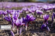 La récolte du safran dans la province de Golestan