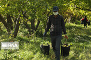 نظارت بهداشتی بر کارگران  سیب چین در سمیرم سخت و زمان‌بر است

