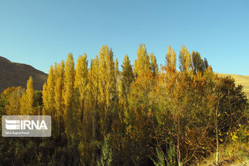 Nature in fall in northwest Iran