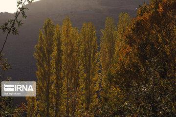 Nature in fall in northwest Iran