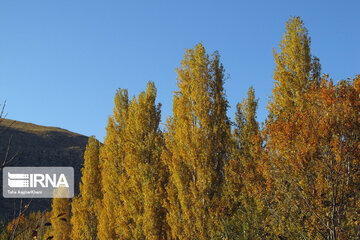 Nature in fall in northwest Iran