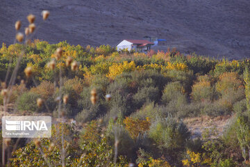 Nature in fall in northwest Iran