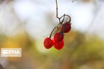 Village in western Iran hosts colorful autumn