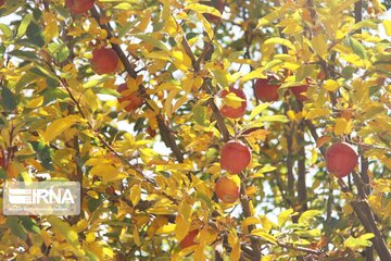 Village in western Iran hosts colorful autumn