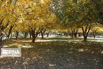 Village in western Iran hosts colorful autumn