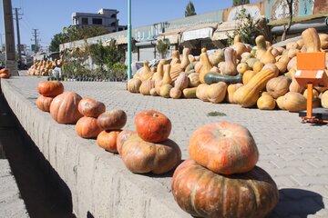 خرید و فروش کدو حلوایی در مهاباد