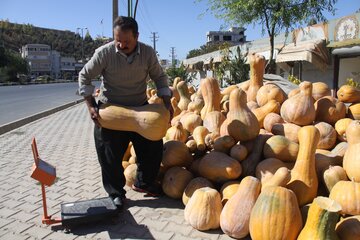 خرید و فروش کدو حلوایی در مهاباد