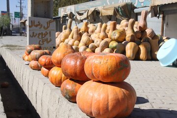 خرید و فروش کدو حلوایی در مهاباد